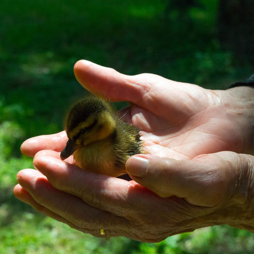 Cropped image of hands holding duckling at field