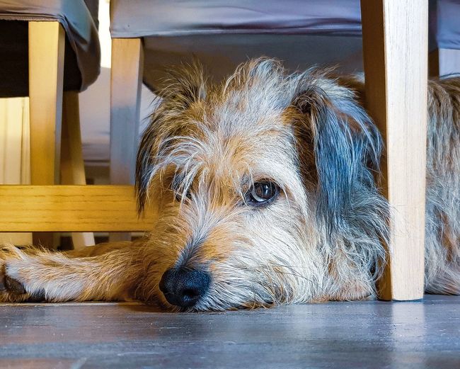 Close-up of dog resting