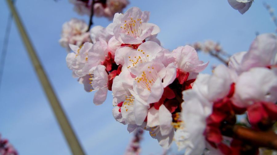 Close-up of cherry blossom against sky