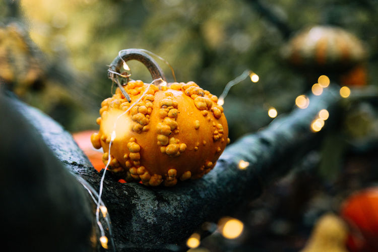 Close-up of pumpkins on illuminated tree during halloween