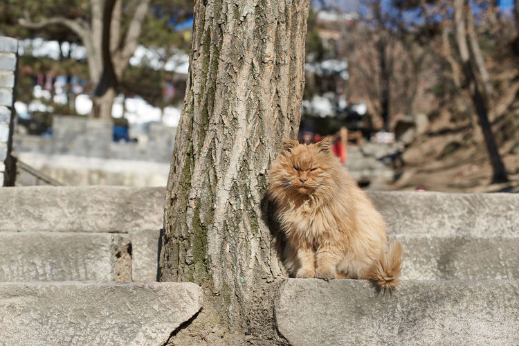 Cat sitting next to tree trunk