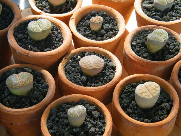 Lithops at the plant market