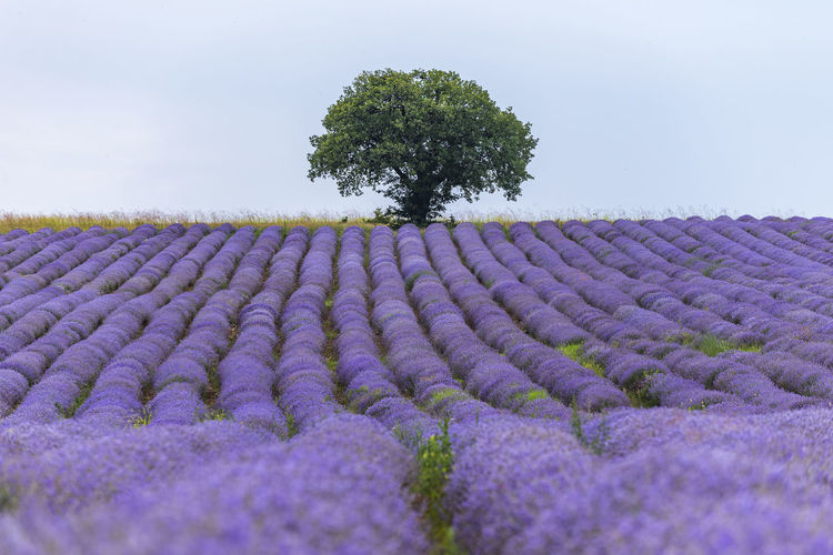 View of lavender growing on field against sky