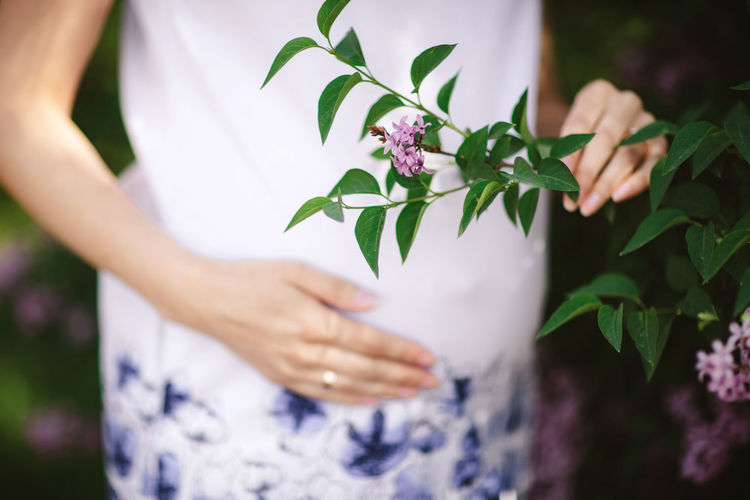 Midsection of pregnant woman holding purple flowering plant