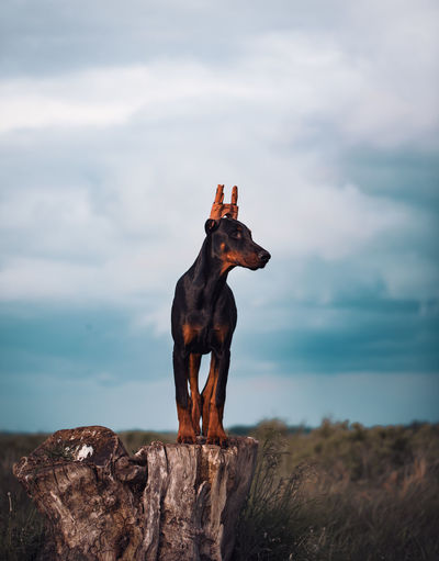 Dog standing on rock