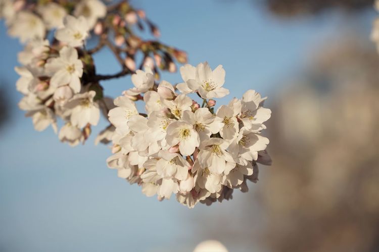 Close-up of cherry blossom against sky