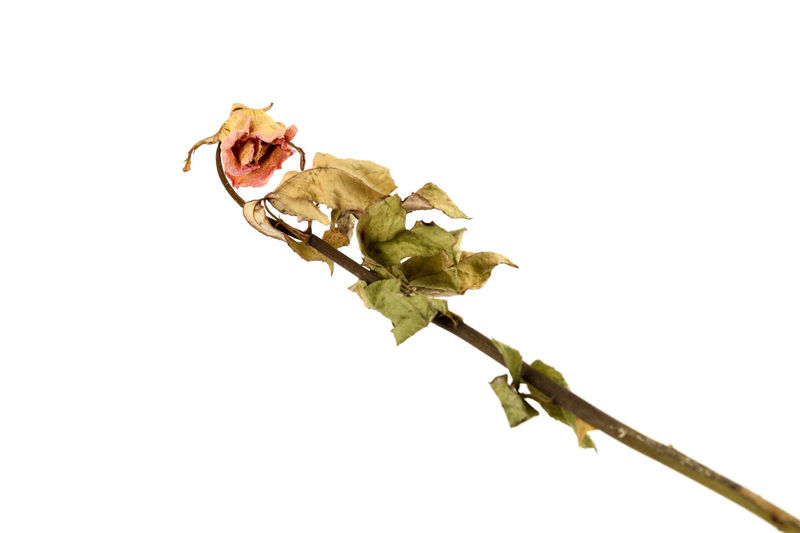 Close-up of wilted plant against white background