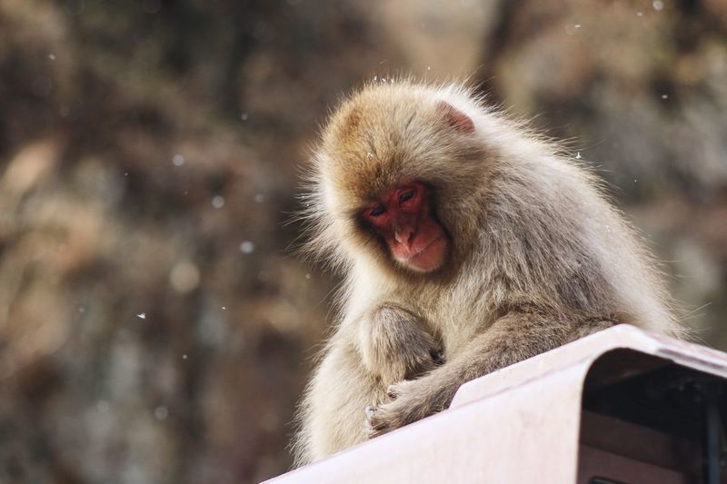 Low angle view of japanese macaque during snowfall