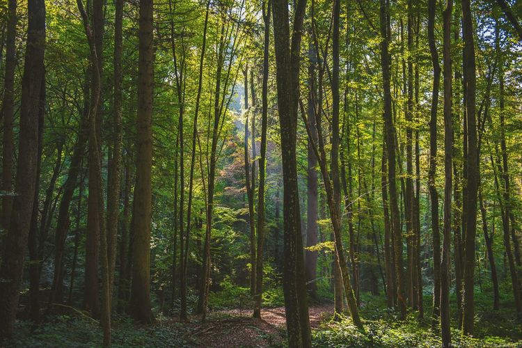 Full frame shot of bamboo trees in forest