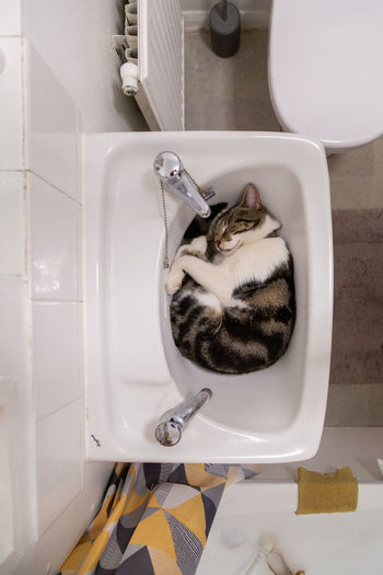 High angle view of cat in bathroom