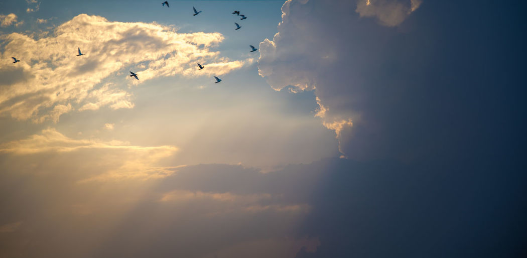 Low angle view of birds flying against cloudy sky during sunset