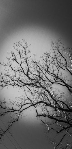 Silhouette bare tree by lake against sky