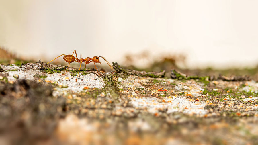 Fire ant on branch in nature ,selection focus only on some points in the image.