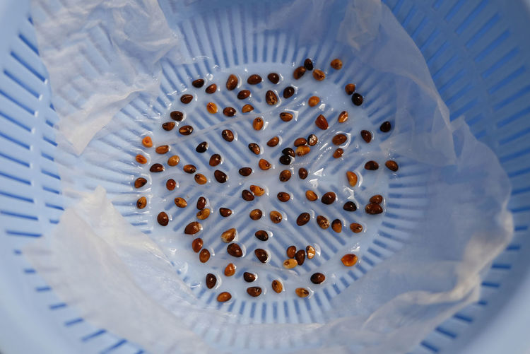 Close up of water spinach sprouts. hydroponic water spinach in vegetable basin.
