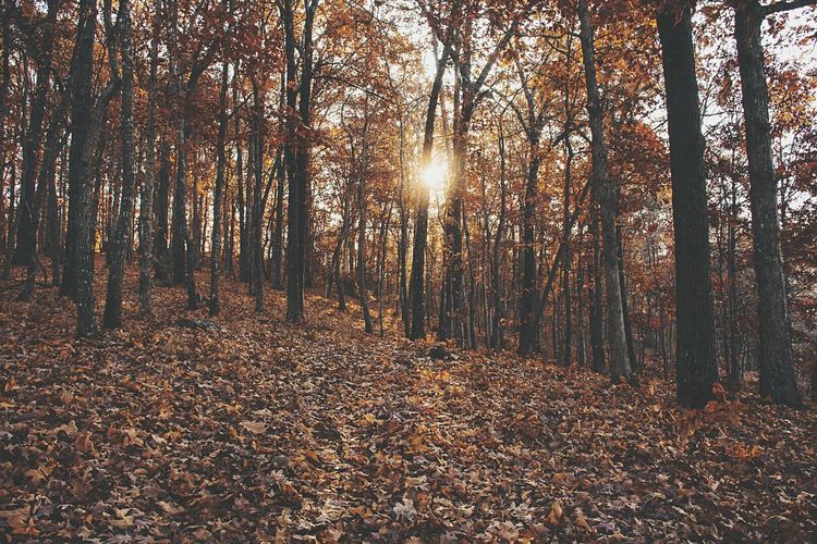 View of sun shining through trees in forest