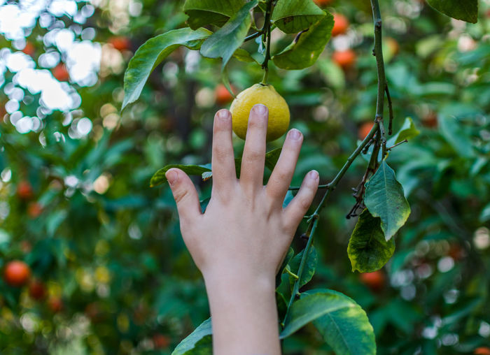 Fruit Tree pictures | Curated Photography on EyeEm