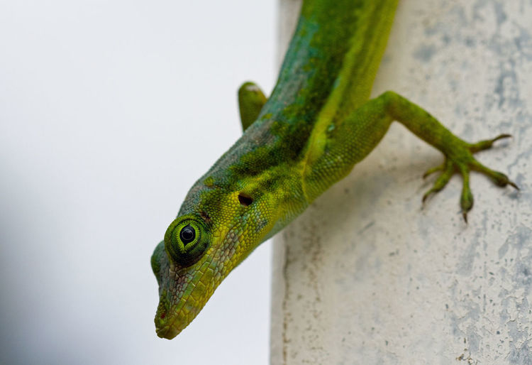 Close-up of green panther anole lizard on wall on white background
