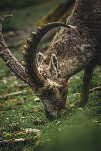 Close-up of alpine ibex eating grass