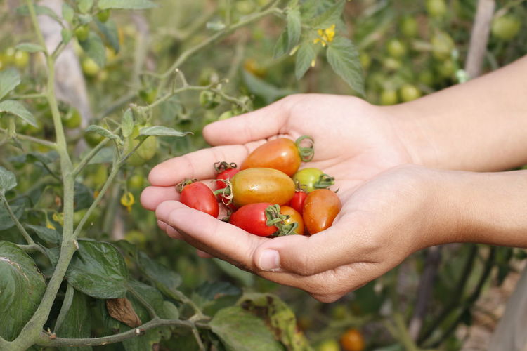 Cropped image of person holding cherry tomatoes