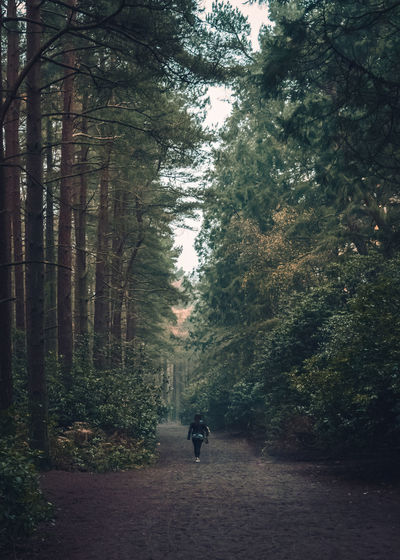 Rear view of man walking on road amidst trees in forest