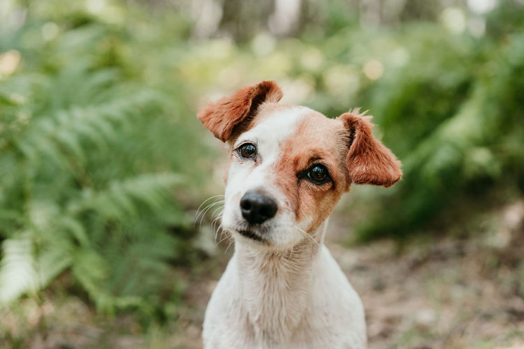 Portrait of cute jack russell dog standing in forest among fern green leaves. nature and pets