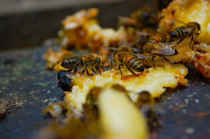 Close-up of honeybees on beehive