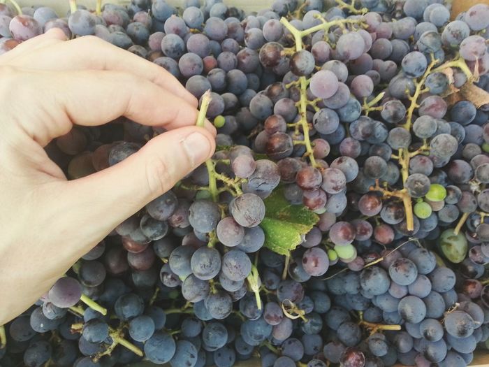 Cropped image of person holding grapes
