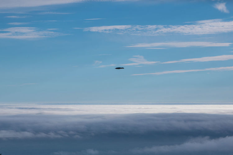 Low angle view of airplane flying in sky