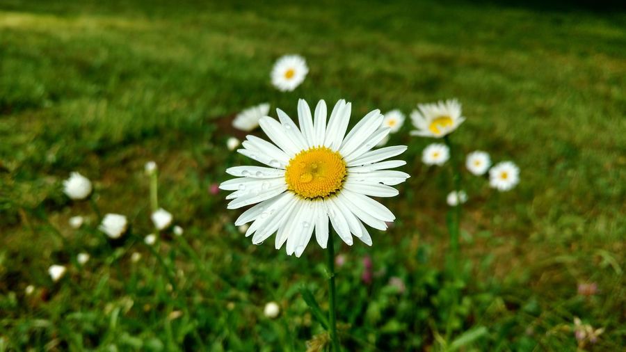 Close-up of white daisy flower on field