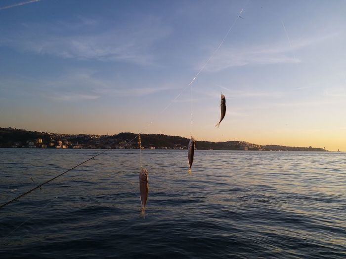 View of fish in sea against sky
