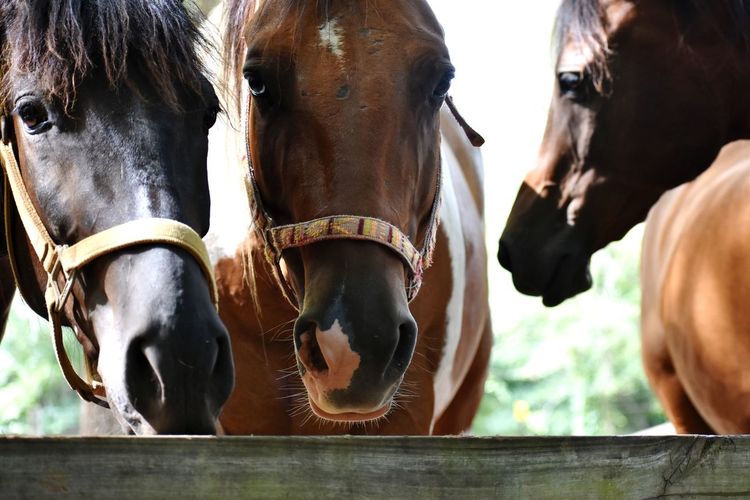 Close-up of horses in ranch