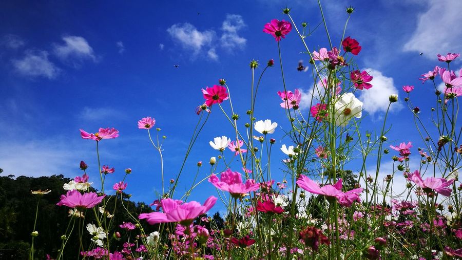 Close-up of pink cosmos flowers against blue sky