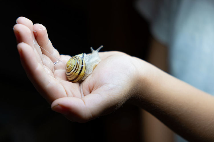 Close-up of human hand holding snail