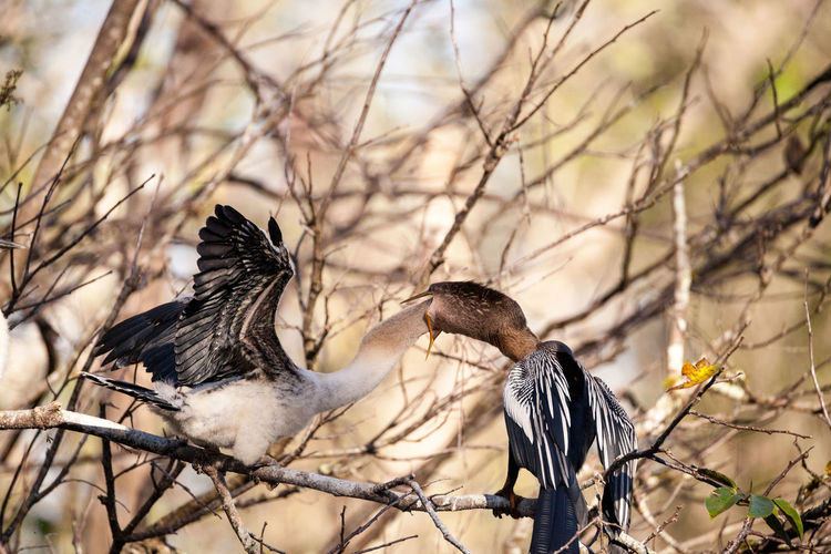 Male anhinga bird called anhinga anhinga and snakebird feeds a month old juvenile near the nest 
