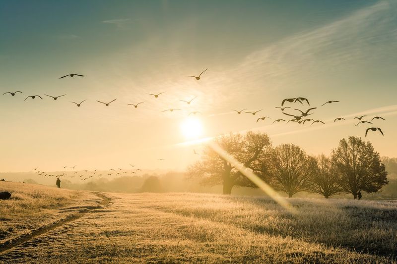 Birds flying over field against sky during sunset