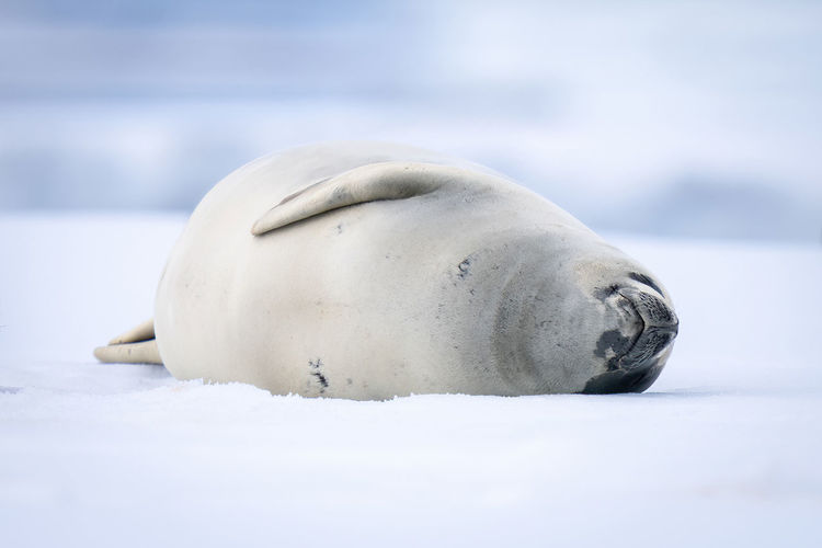 Close-up of seal on snow