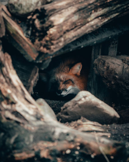 Portrait of fox amidst wood