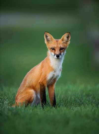 Portrait of fox sitting on grass