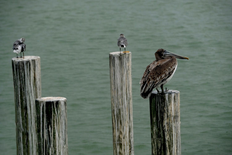 Birds perching on wooden post