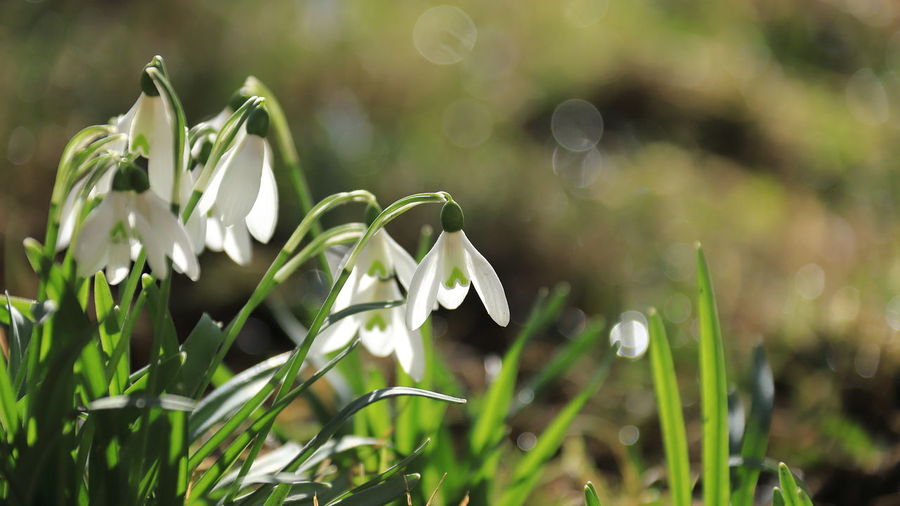 Close-up of white flowering plants on field