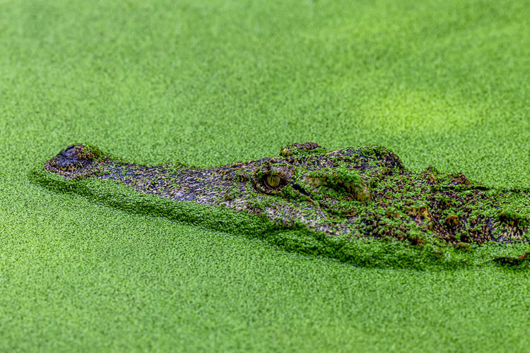 Crocodile is waiting for pray in the green water, wildlife crocodile, alligator or crocodile