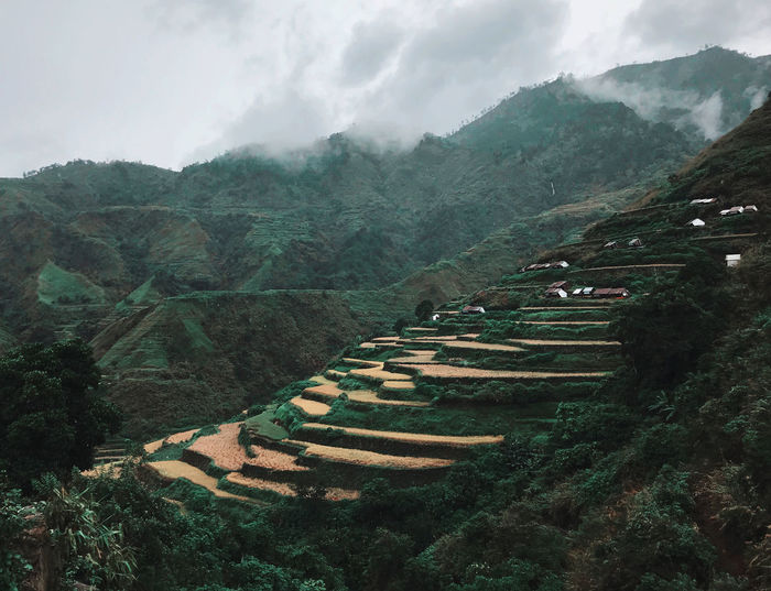 Rice terraces in cold breeze