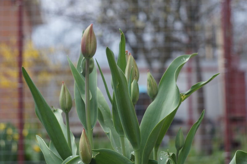 plant