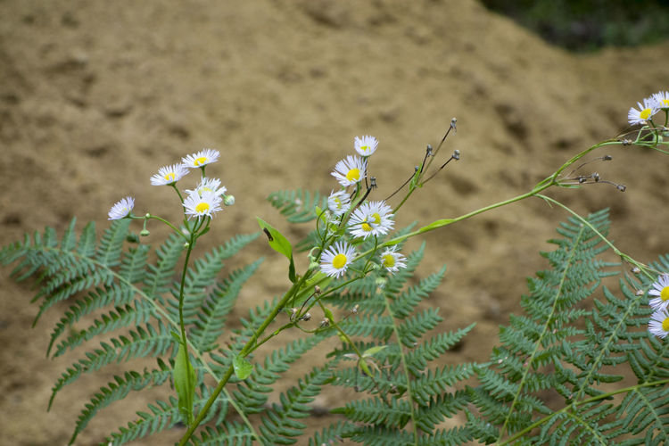 Close-up of purple flowering plants on field