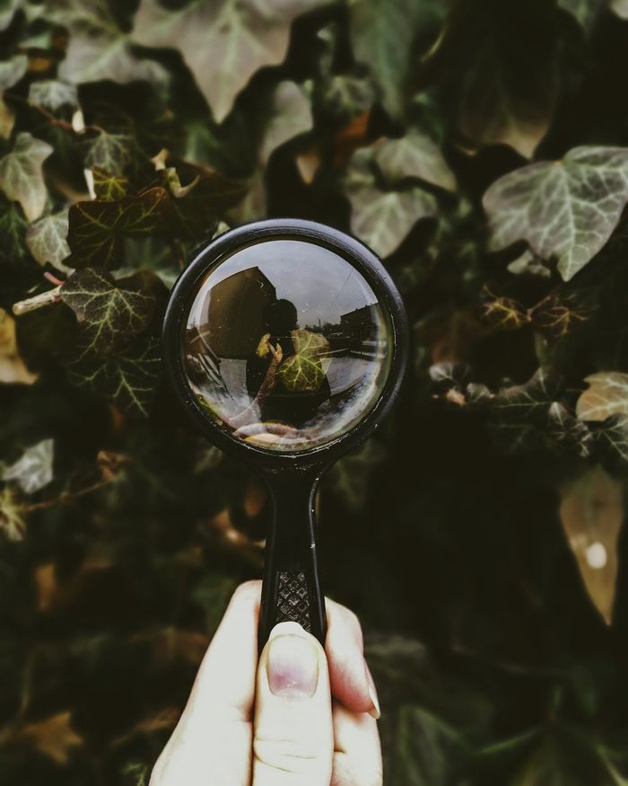 Cropped hand holding magnifying glass by leaves