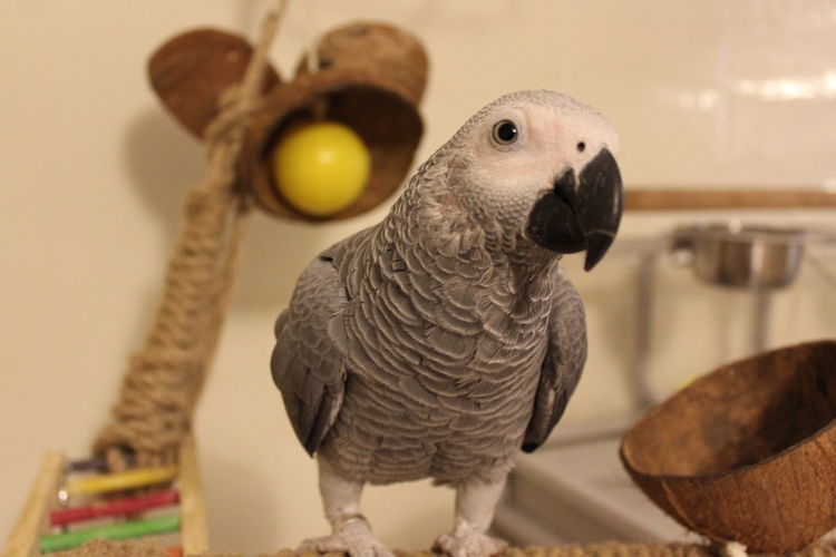 Close-up of a bird with stuffed toy at home