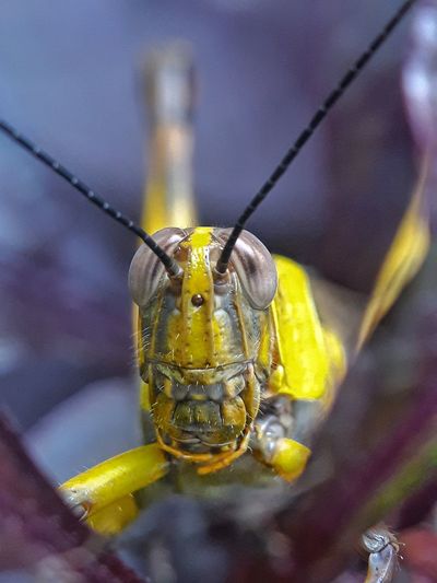 Close-up of grasshopper in flower
