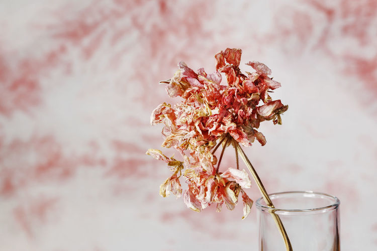 Dried flower of geranium in glass vase , sadness and romance