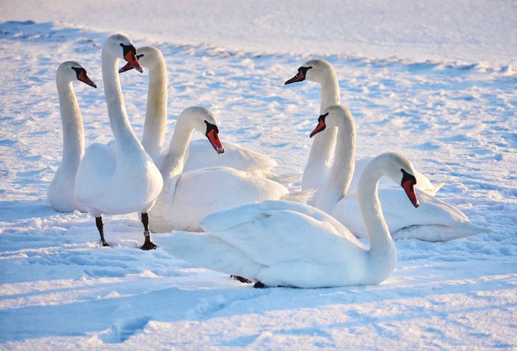 View of swans in snow