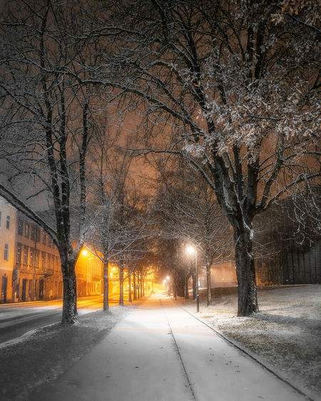 Street amidst trees during winter at night